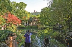 遮挡借景,秦园街高峻香樟树削冠修剪 寄畅园显山露塔景更佳